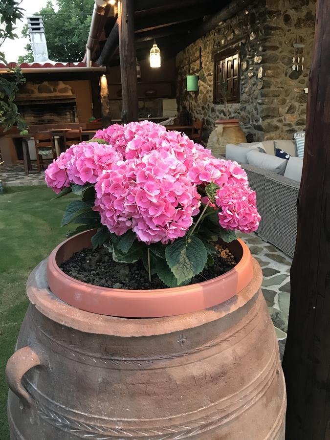 Villa Casa Avocado Tavronitis Eksteriør bilde